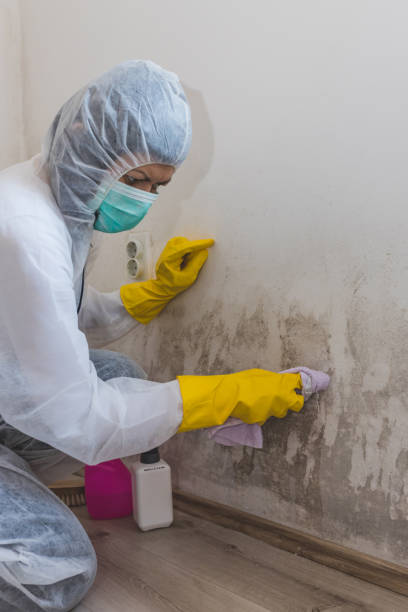 Big Pine, CA Mold Removal Company
